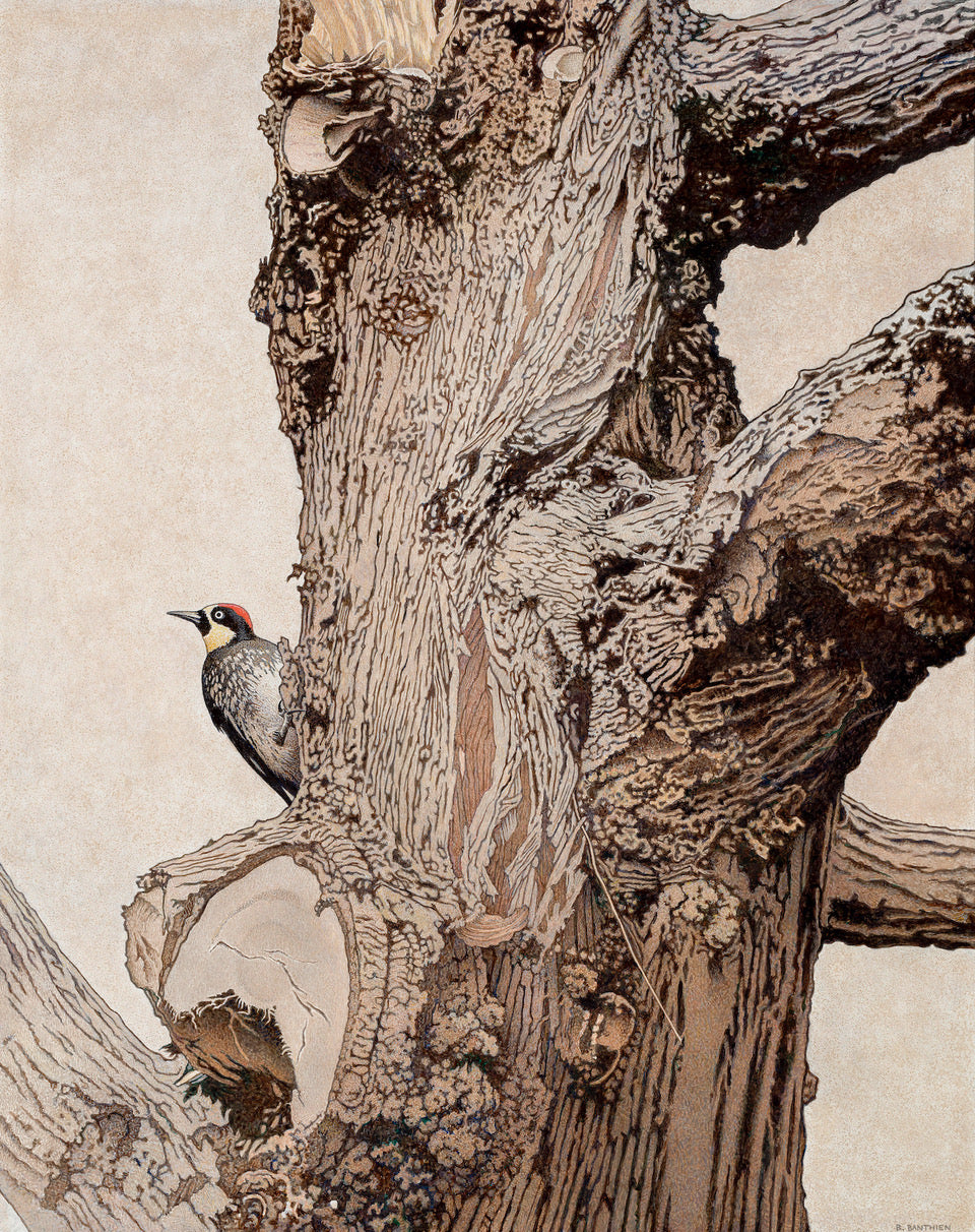 This is a beautiful painting of a Monterey cypress tree with an Acorn Woodpecker perched on the side of the tree.  The trunk of the tree is very intricately painted with  a lot of detail.  The background is a light brown color and the tree is in similar shades of brown.  The woodpecker is small and is black, white and cream with red on its head.  There are no leaves on the tree and it is a section of the tree and not the entire tree.