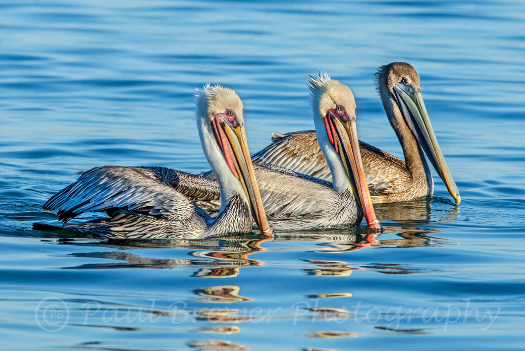 Floating Trio