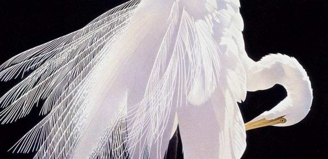 White Egret with yellow bill on black background, filmy detailed feathers