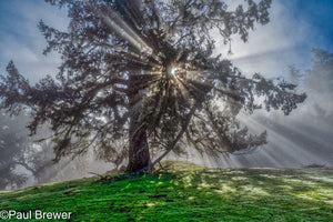 Rays of sun coming through branches of a tree with spring green grass and a patch of blue sky